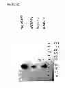 Fig. 20 - NOVEL RECEPTOR NUCLEIC ACIDS AND POLYPEPTIDES