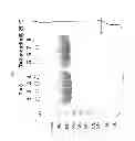 Fig. 15 - METHODS FOR MAINTAINING PEGYLATION OF POLYPEPTIDES