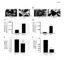 Fig. 07 - MOLECULAR ACTIVATORS OF THE WNT/BETA-CATENIN PATHWAY