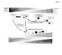 Fig. 09 - MOLECULAR ACTIVATORS OF THE WNT/BETA-CATENIN PATHWAY