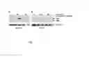 Fig. 04 - PHARMACEUTICAL COMPOSITIONS FOR THE TREATMENT OF CONDITIONS RESPONSIVE TO PROTEASOME INHIBITION