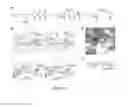 Fig. 13 - PHARMACEUTICAL COMPOSITIONS FOR THE TREATMENT OF CONDITIONS RESPONSIVE TO PROTEASOME INHIBITION
