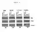 Fig. 71 - AGENTS FOR PREVENTING AND TREATING DISORDERS INVOLVING MODULATION OF THE RYANODINE RECEPTORS