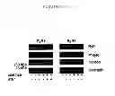 Fig. 76 - AGENTS FOR PREVENTING AND TREATING DISORDERS INVOLVING MODULATION OF THE RYANODINE RECEPTORS