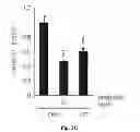 Fig. 07 - Methods and Compositions Comprising AMPK Activator (Metformin/Troglitazone) for the Treatment of Myotonic Dystrophy Type 1 (DM1)