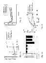 Fig. 02 - Protection against endothelial barrier dysfunction through inhibition of the tyrosine kinase abl-related gene (ARG)