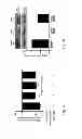 Fig. 08 - Protection against endothelial barrier dysfunction through inhibition of the tyrosine kinase abl-related gene (ARG)