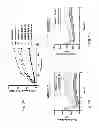 Fig. 09 - Protection against endothelial barrier dysfunction through inhibition of the tyrosine kinase abl-related gene (ARG)