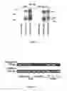 Fig. 02 - METHOD OF MODULATING INTEGRIN MEDIATED CELLULAR ACTIVITY AND AGENTS USEFUL FOR SAME