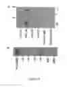 Fig. 09 - METHOD OF MODULATING INTEGRIN MEDIATED CELLULAR ACTIVITY AND AGENTS USEFUL FOR SAME