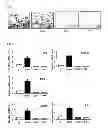 Fig. 02 - COMPOSITION COMPRISING COUMESTROL OR A BEAN EXTRACT CONTAINING COUMESTROL
