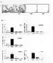 Fig. 02 - Composition comprising coumestrol or a bean extract containing coumestrol