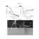 Fig. 08 - Multi-hierarchical self-assembly of a collagen mimetic peptide