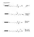 Fig. 01 - Solid-phase carrier for aminated oligonucleotide