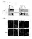 Fig. 04 - Means and methods for mediating protein interference