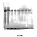 Fig. 02 - Precipitable peptides