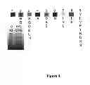 Fig. 06 - Precipitable peptides