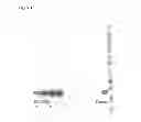 Fig. 06 - Methods for selecting protease resistant polypeptides