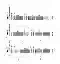 Fig. 05 - ANTIGENIC COMPOSITIONS AND USE OF SAME IN THE TARGETED DELIVERY OF NUCLEIC ACIDS