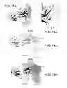 Fig. 17 - ANTI-FGFR3 ANTIBODIES AND METHODS USING SAME