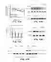 Fig. 30 - ANTI-FGFR3 ANTIBODIES AND METHODS USING SAME