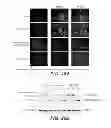 Fig. 31 - ANTI-FGFR3 ANTIBODIES AND METHODS USING SAME
