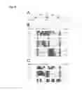 Fig. 03 - Connector compound peptide phage display