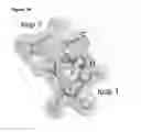 Fig. 10 - Connector compound peptide phage display
