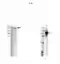 Fig. 02 - Methods for purifying insect membrane-bound receptor proteins from recombinant production hosts