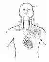 Fig. 01 - Implantable neurostimulator for providing electrical stimulation of cervical vagus nerves for treatment of chronic cardiac dysfunction with bounded titration