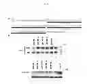Fig. 06 - TECHNIQUE FOR CLEAVING OUT PART OF POLY(A) CHAIN AND/OR 3'-TERMINAL SEQUENCE OF mRNA TO INHIBIT TRANSLATION REACTION