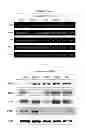 Fig. 09 - TECHNIQUE FOR CLEAVING OUT PART OF POLY(A) CHAIN AND/OR 3'-TERMINAL SEQUENCE OF mRNA TO INHIBIT TRANSLATION REACTION