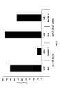 Fig. 07 - miRNA-regulated differentiation-dependent self-deleting cassette