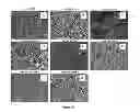Fig. 16 - Method of making conducting polymer nanofibers