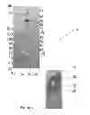 Fig. 05 - Adjustable mounting assembly
