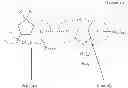 Fig. 28 - Carbazole-based compound and organic light emitting diode including the same