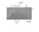 Fig. 32 - Light emitting device and light emitting device package