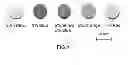 Fig. 05 - Method for manufacturing glass-ceramic composite
