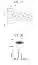 Fig. 03 - Exposing device and image forming apparatus