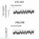 Fig. 25 - Image processing device and image processing method for preventing image quality deterioration