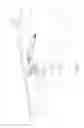 Fig. 07 - Movable socket capable of moving a connector relative to a casing and related electronic device