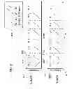 Fig. 11 - Method and system for ultrasonic signaling, ranging and location tracking