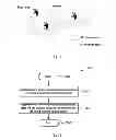 Fig. 02 - Method and apparatus for detecting timing advance group changes of cells