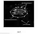 Fig. 07 - Method to estimate interfractional and intrafractional organ motion for adaptive external beam radiotherapy