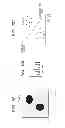Fig. 07 - RECONSTRUCTION METHOD OF BIOLOGICAL TISSUE IMAGE, APPARATUS THEREFOR, AND  IMAGE DISPLAY APPARATUS USING THE BIOLOGICAL TISSUE IMAGE