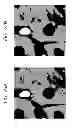 Fig. 24 - RECONSTRUCTION METHOD OF BIOLOGICAL TISSUE IMAGE, APPARATUS THEREFOR, AND  IMAGE DISPLAY APPARATUS USING THE BIOLOGICAL TISSUE IMAGE