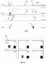 Fig. 04 - Contrast enhancement spiking neuron network sensory processing apparatus and methods