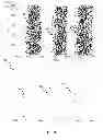 Fig. 14 - Contrast enhancement spiking neuron network sensory processing apparatus and methods