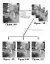 Fig. 16 - Rapid auto-focus using classifier chains, MEMS and multiple object focusing