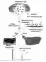 Fig. 01 - Integrated high throughput system for the analysis of biomolecules